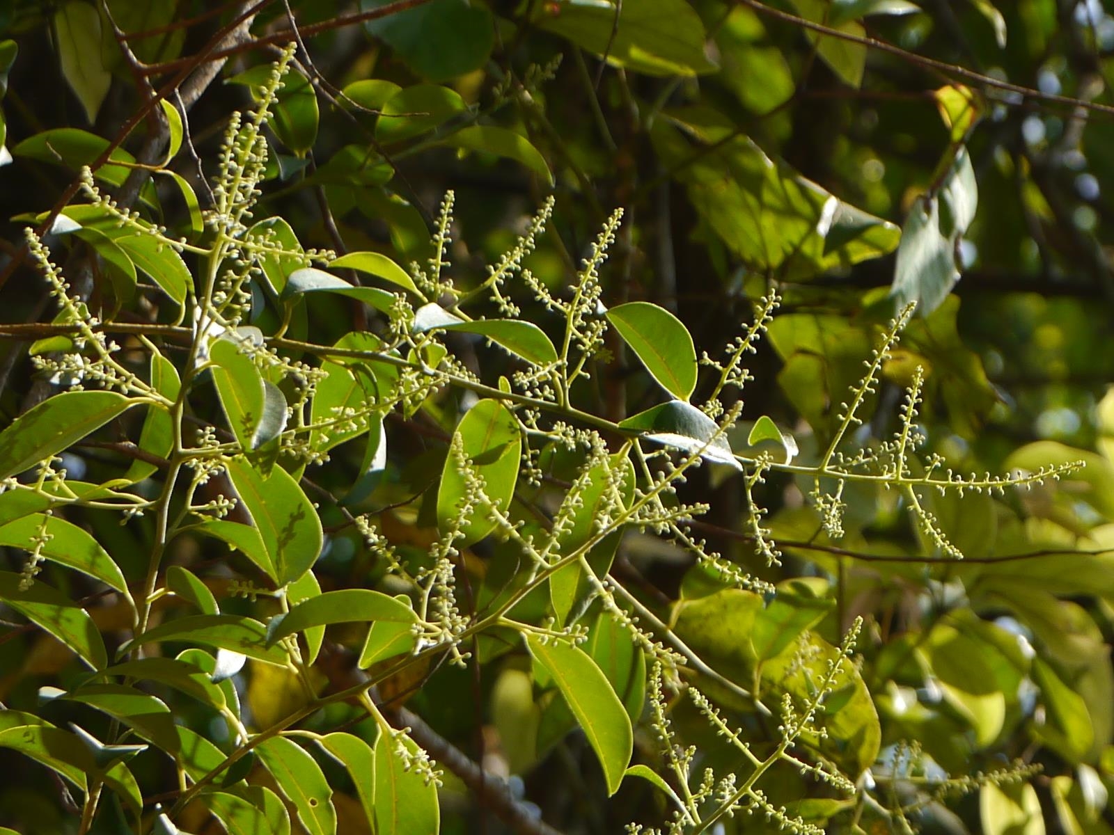 Therapeutic potential of Vidanga (Embelia ribes) in rheumatoid arthritis: an Ayurvedic anti-inflammatory and immunomodulatory perspective